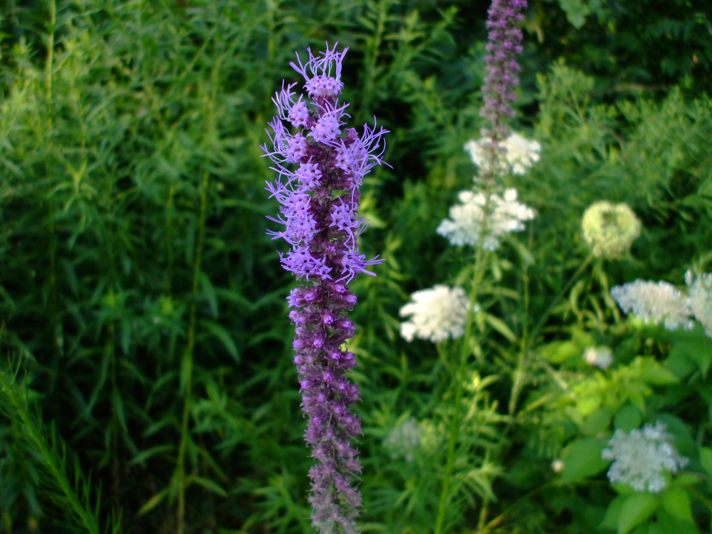Liatris pycnostachya